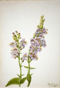 Bartfaden (Pentstemon macranthus) von Mary Vaux Walcott