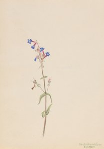 Pentstemon Pentstemon procerus, 1905