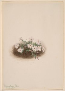 Phlox von Mary Vaux Walcott