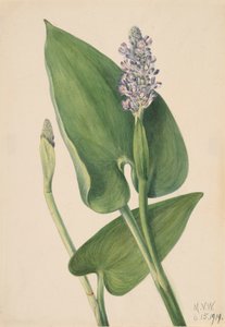 Hechtkraut Pontederia cordata von Mary Vaux Walcott