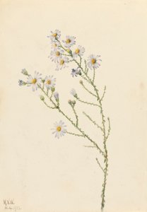 Pineland Aster Aster squarrosus, 1922 von Mary Vaux Walcott