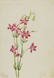 Rosa Tausendgüldenkraut, 1925 von Mary Vaux Walcott