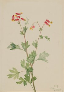 Rosa Rauchkraut (Capnoides sempervirens) von Mary Vaux Walcott