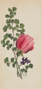Rosa Rose mit Violett von Mary Vaux Walcott
