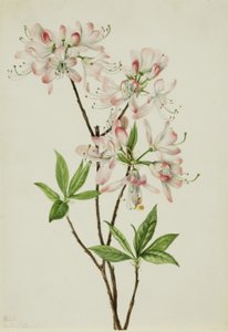Rosa Azalee (Azalea vaseyi)