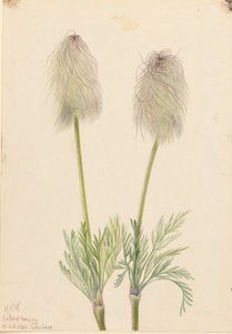 Federanemone (Pulsatilla occidentalis)