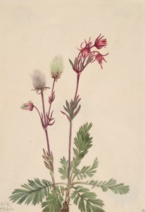 Prärie-Rauch Sieversia ciliata, 1921