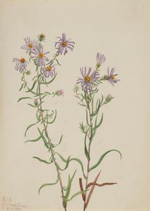 Prärie-Aster Aster campestris, 1923 von Mary Vaux Walcott