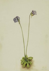 Lila Fettkraut Pinguicula elatior, 1920 von Mary Vaux Walcott