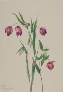 Lila Feenlaterne (Calochortus anoenum) von Mary Vaux Walcott