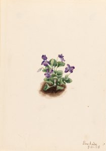 Violette Bergveilchen (Viola adunca) von Mary Vaux Walcott