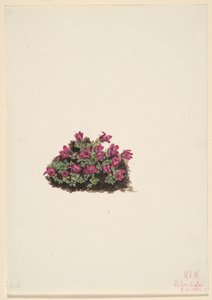 Purpur-Steinbrech (Saxifraga oppositifolia) von Mary Vaux Walcott