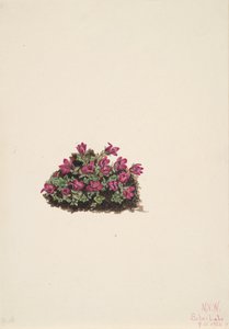 Purpur-Steinbrech (Saxifraga oppositifolia)