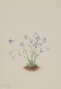 Quakerladies (Houstonia caerulea) von Mary Vaux Walcott