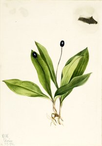 Königskelch (Clintonia uniflora) von Mary Vaux Walcott