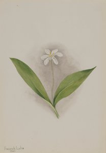 Queencup Clintonia uniflora, 1902 von Mary Vaux Walcott
