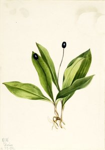 Queencup Clintonia uniflora, 1922