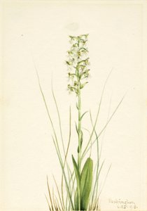 Zerzauste Fransenorchidee (Habenaria lacera)