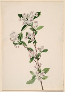Rote Apfelbeere (Aronia arbutifolia)
