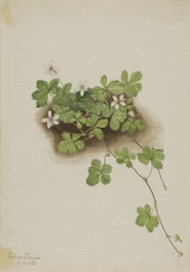 Rote Taube (Rubus pedatus) von Mary Vaux Walcott