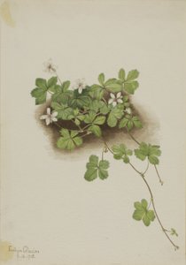 Rote Tautropfen Rubus pedatus, 1918 von Mary Vaux Walcott