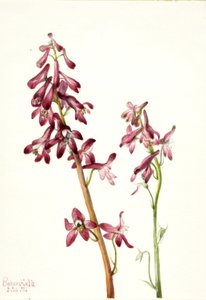 Roter Rittersporn (Delphinium nudicale) von Mary Vaux Walcott