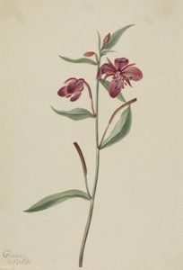 Rotes Weidenröschen (Epilobium latifolium) von Mary Vaux Walcott