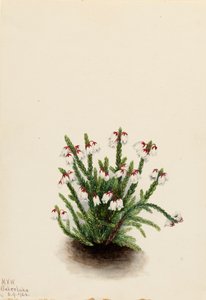 Rocky Mountain Cassiope von Mary Vaux Walcott