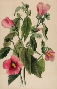 Rosenenzian (Sabbatia angularis)