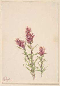 Rosenmalerpinsel (Castilleja pallida) von Mary Vaux Walcott
