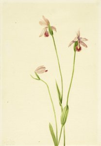 Rose Pogonia Pogonia ophioglossoides