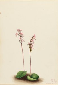 Rundblättrige Orchis von Mary Vaux Walcott