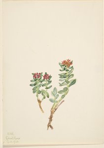 Sanifoiga adscendeus, 1920 von Mary Vaux Walcott