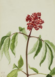 Roter Holunder Sambucus pubens, 1922 von Mary Vaux Walcott