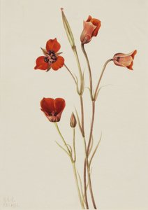 Scharlachrote Mariposa Calochortus kennedyi, 1926