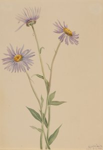 Prachtvolles Berufkraut Erigeron salsuginosus, 1902 von Mary Vaux Walcott