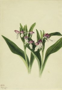 Prächtige Orchis (Orchis spectabilis)