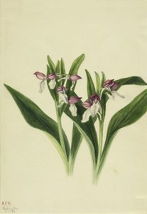 Pracht-Orchis Orchis spectabilis
