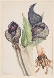 Stinkkohl (Spathyema foetida) von Mary Vaux Walcott