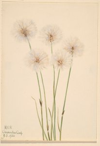 Schmalblättriges Wollgras (Eriophorum chamissonis) von Mary Vaux Walcott