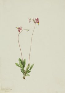 Schlanker Schießstern Dodecatheon pauciflorum, 1909
