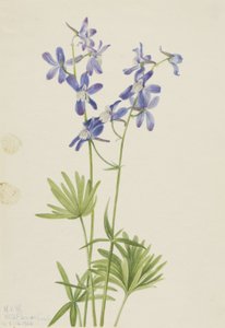 Schlanker Rittersporn (Delphinium depauperatum) von Mary Vaux Walcott