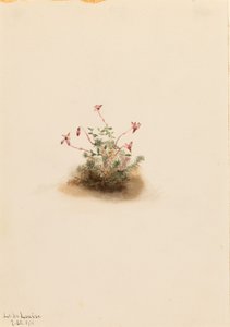 Kleine Moosbeere (Oxycoccus palustris)