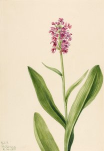 Kleine Purpurfransen-Orchidee Habenaria psychodes, 1932