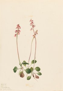 Kleine Pyrola Pyrola minor von Mary Vaux Walcott