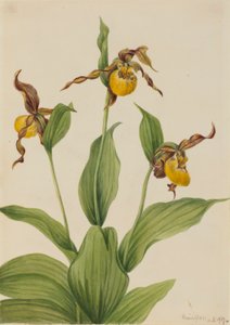 Kleine Gelbe Frauenschuh (Cypripedium parviflorum)