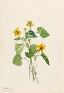 Glattes Gelbes Veilchen (Viola eriocarpa)