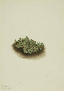 Schnee-Weide Salix nivalis, 1918 von Mary Vaux Walcott