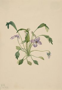 Südliches Vogel-Fuß-Veilchen Viola digitata, 1922 von Mary Vaux Walcott