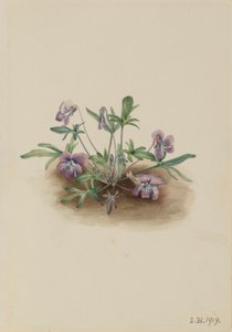 Südliche Küstenveilchen (Viola septemloba) von Mary Vaux Walcott